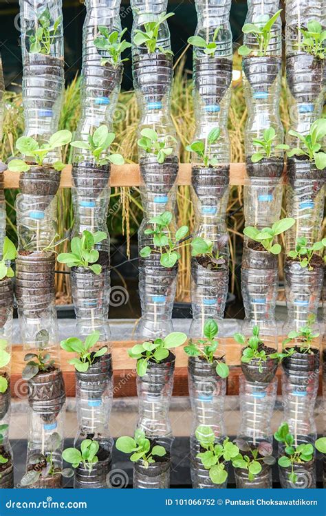 Vegetables Growing In Recycle Plastic Bottles Stock Photo Image Of