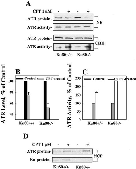 Higher Atr Kinase Activity Is Shown In Cpt Treated Ku Cells A