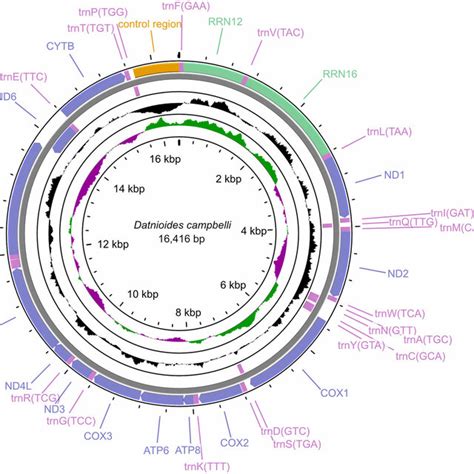 The Circular Mitochondrial Genome Map Of D Campbelli In This Study