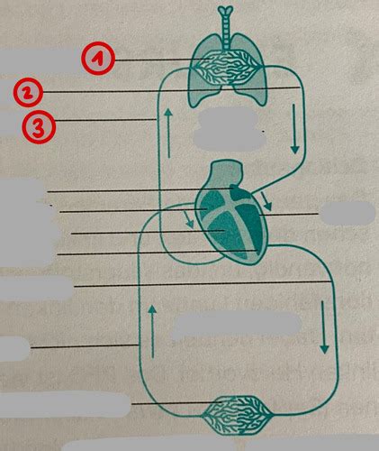Herz Kreislauf System Abbildungen Karteikarten Quizlet