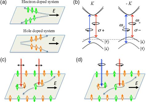 [pdf] Coupled Spin And Valley Physics In Monolayers Of Mos2 And Other Group Vi Dichalcogenides