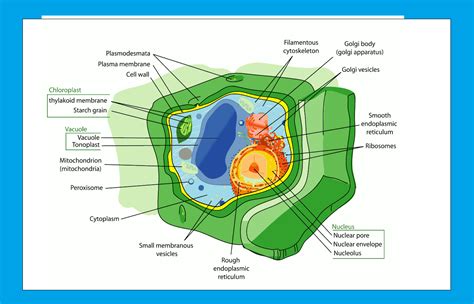 Bioplasma Uni And Multicellulars Organisms Davfly