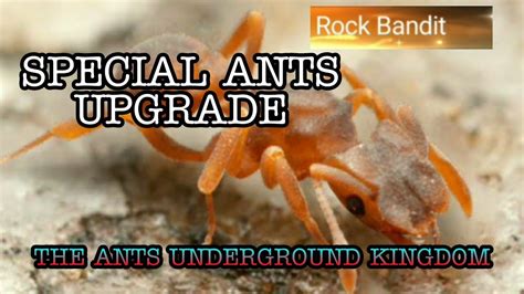 THE ANTS PLANET ANT UNDERGROUND KINGDOM SPECIAL ANTS UPGRADE YouTube