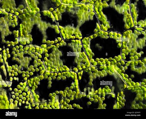 Plant Cells With Chloroplasts Microscopic Stock Photo Alamy