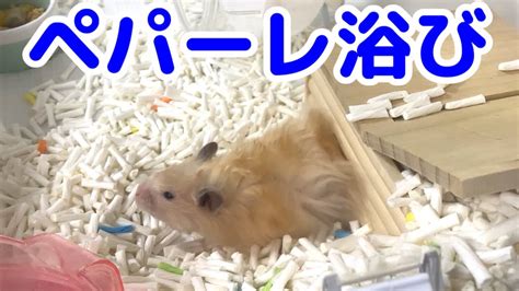 こんちゃんペパーレで遊ぶ【ハムスターhamster】 Youtube