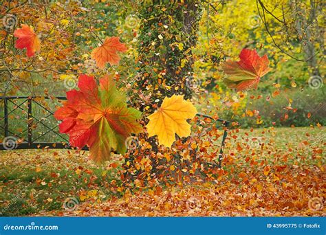 Bunte Blätter Im Herbstpark Stockbild Bild Von Nave Bunt 43995775