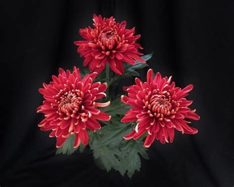 Cremon Red Rosetta Disbudsmums Chrysanthemum Flowers By Category