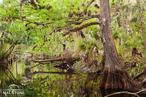 Loxahatchee River Mac Stone Photography