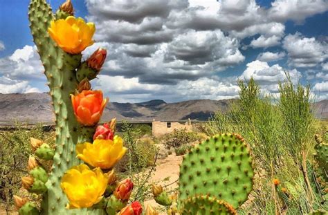 Como Os Cactos Sobrevivem No Deserto LIBRAIN