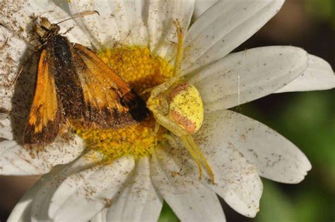 Goldenrod Crab Spider With Skipper Our Changing Seasons