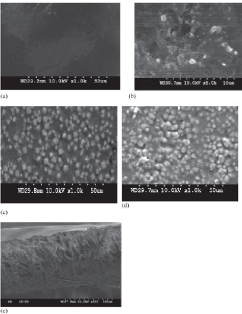 Sem Images A B C And D Surface Morphology Of Crosslinked