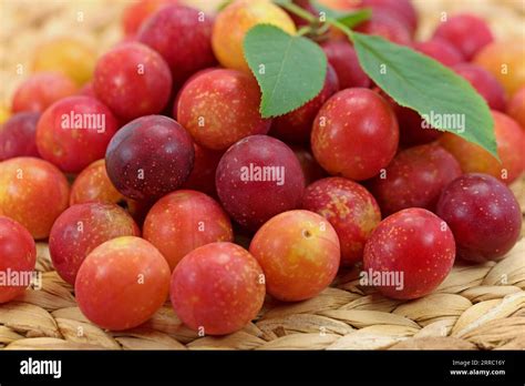 Yellow And Red Cherry Plums Prunus Cerasifera Stock Photo Alamy