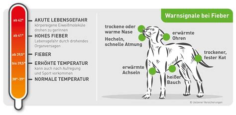 Was Tun Wenn Der Hund Schnupfen Hat Praktische Tipps Und