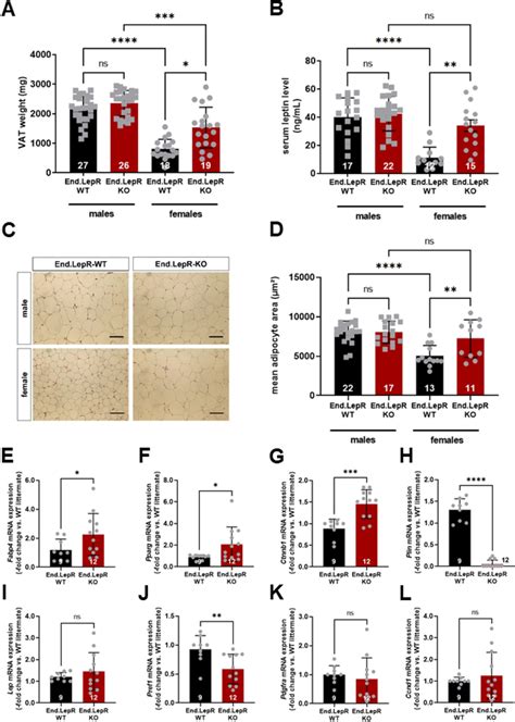 Visceral Adiposity Hyperleptinemia And Adipogenic Gene Expression