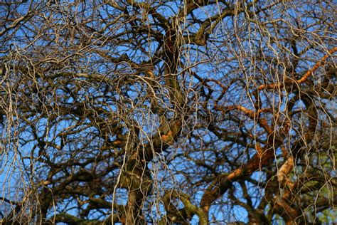 Naked Twisted Branches Of An Old Oak On A Background Of Blue Sky Stock