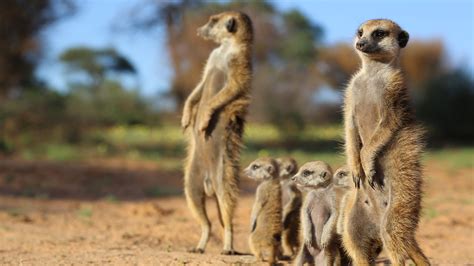 Animals with Cameras | Hang with Meerkats in the Kalahari Desert | 360 ...