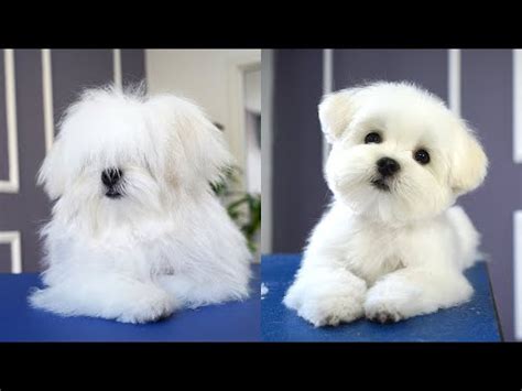 Maltese puppy haircuts – Artofit