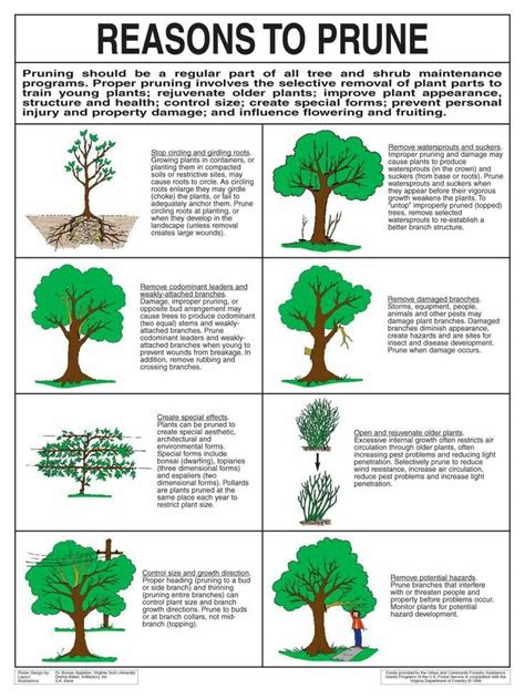 Pruning Fruit Trees Diagram Tree Trees Pruning Prune Fruit R