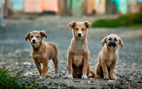 Kangal Shepherd Dog Lifespan, Health, And Happiness