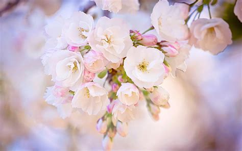 Primavera florecer cereza imágenes fondos de pantalla flor blanca