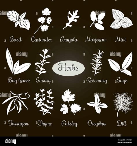 Big Vector Set Of Popular Culinary Herbs White Silhouettes Basil