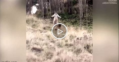 Video Màn chạm trán gay cấn giữa becgie và kangaroo khiến cảnh sát