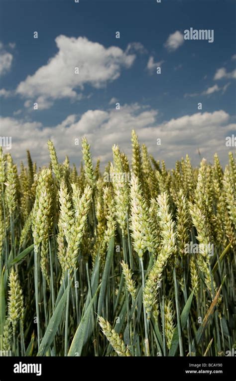 Barley Field Hordeum Vulgare Stock Photo Alamy