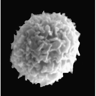 Scanning Electron Micrograph Of A Human Neutrophil Which Shows Its