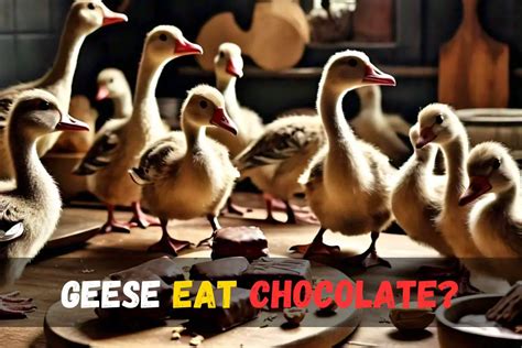 Can Geese Eat Chocolate Understanding The Risks And Safety Bird Queries