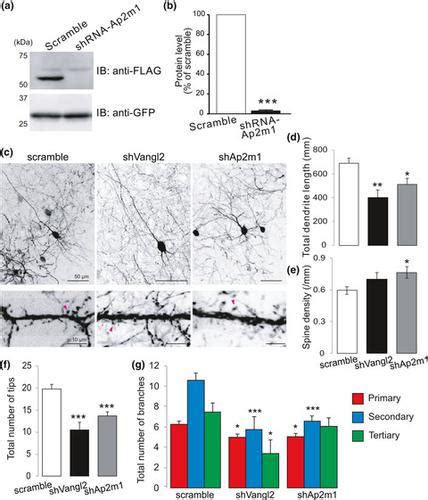 Planar Cell Polarity Protein Vangl And Its Interacting Protein Ap M