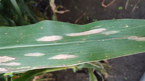 Differentiating Corn Leaf Diseases Cropwatch University Of Nebraska