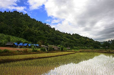 Thailands Rice Exports To Exceed Mn Tonnes This Year Despite Floods