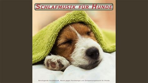 Musik Gegen Hundeangst Und Entspannungsmusik F R Hunde Youtube