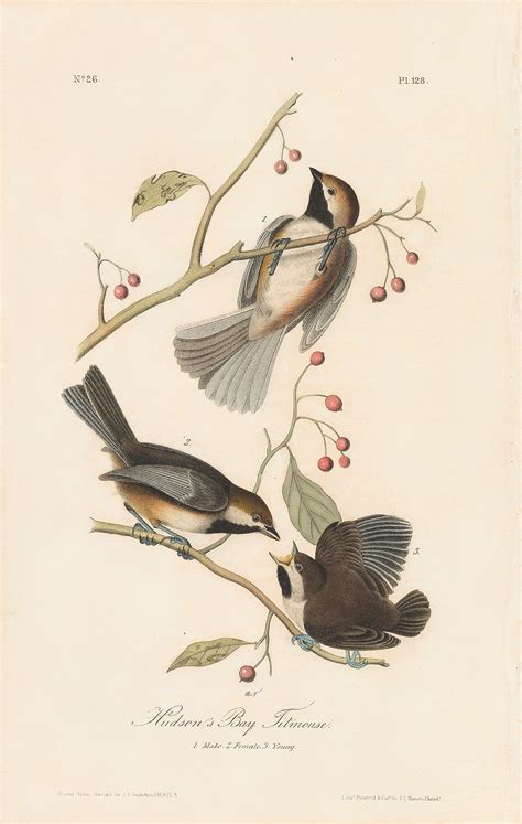 Audubon St Ed Octavo Pl Hudson S Bay Titmouse St Edition