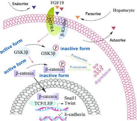 Schematic Representation Of Fgf Fgfr Signaling Pathway Involves In