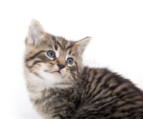 Gatito Lindo Del Gato Atigrado Que Llora En Blanco Foto De Archivo