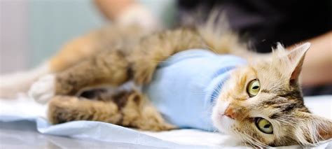 Wellness & Preventive Care | Houston Cat Hospital