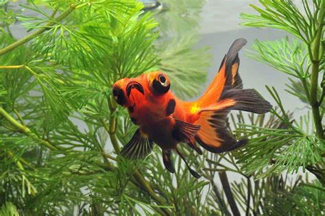 Telescope Goldfish The Unique Goldfish With Big Eyes