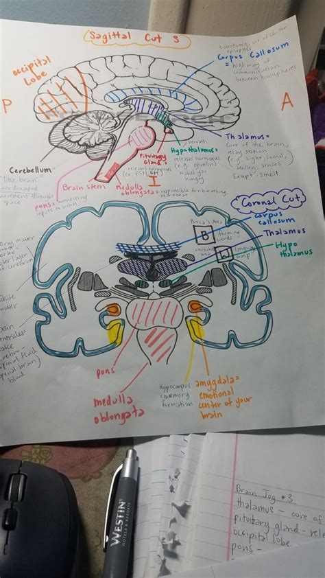 Physiology Test Neuroanatomy Test Diagram Quizlet