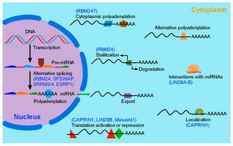 Inner Ear Hair Cell Regeneration Ara Nettle