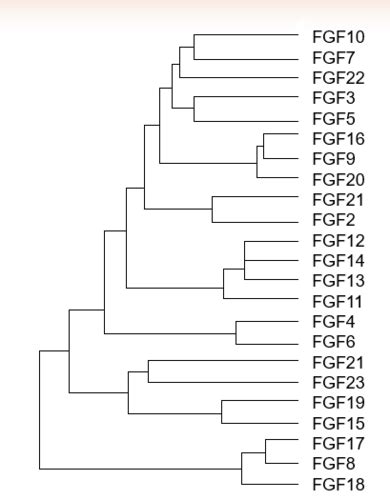 Lecture 11: Long-Range Control of Gene Expression: Fibroblast Growth ...