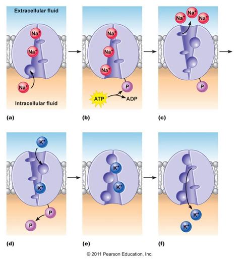 Four Different Stages Of The Action Of An Eff Cell Membrane In One