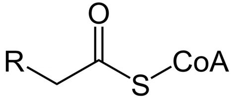 What is the Difference Between Acetyl CoA and Acyl CoA - Pediaa.Com