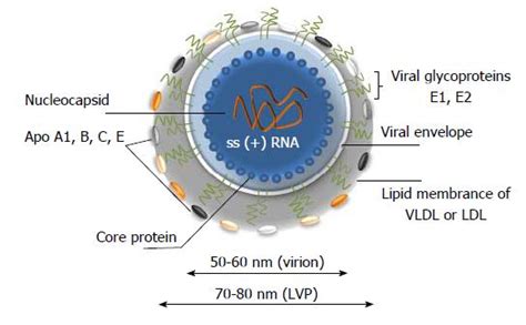 Hepatitis C Virus – Gut and Gastroenterology