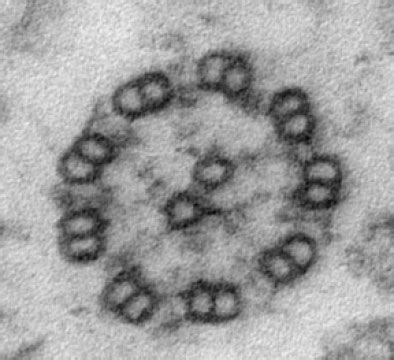 Microtubule Dynamics | Howard Lab