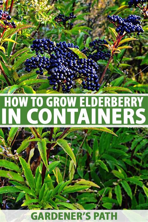 How To Grow Elderberry In Containers Gardener’s Path