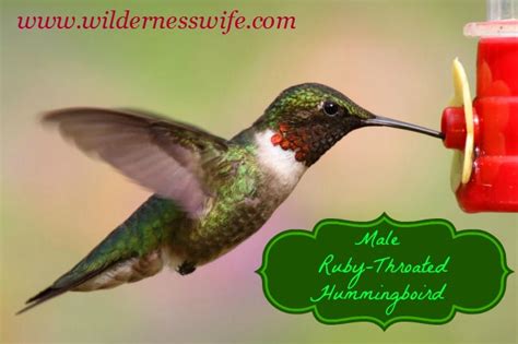 Hummingbird Food Recipe - The Wilderness Wife