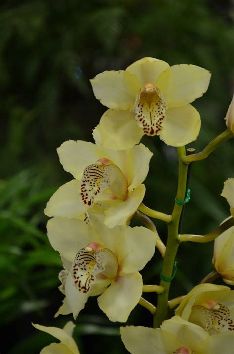 Dsc Cream Orchid Royal Adelaide Show Wayville Sout Flickr