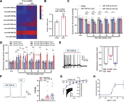 Mir P Directly Activates P X Receptors In Primary Sen Pain