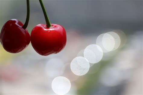 무료 이미지 : 과일, 꽃잎, 영수증, 식품, 빨간, 생기게 하다, 야채, 닫다, 즐거움, 아름다운, 체리, 매크로 사진, 꽃 ...